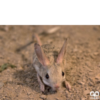 گونه دوپای بلوچی Hotson’s jerboa